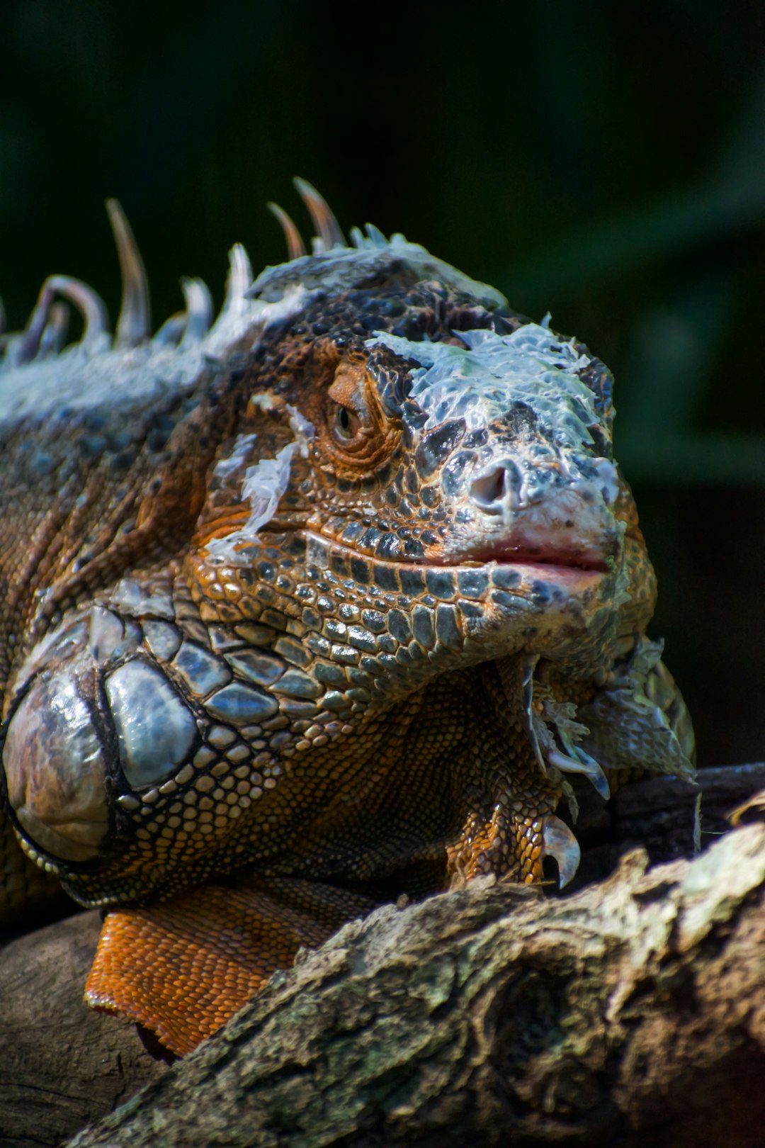 A close up of an iguana on the tree, a giant lizard with long spines and spikes around its head sitting in its natural habitat. In the style of National Geographic photo. High resolution photography, high quality, professional photograph. –ar 85:128