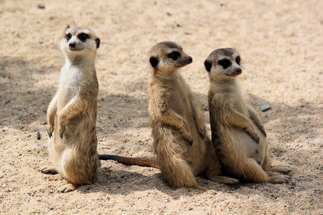 Three meerkats stand on their hind legs, one of them is sitting down, for stock photography, against the background of light sand, daylight, high detail, high resolution. The photo is in the style of daylight. –ar 128:85