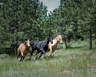 Three horses running in the forest, a black horse on the left and a tan horse with a blonde mane on the right side profile, pine trees in the background, a grassy field, in the style of professional photography. --ar 64:51