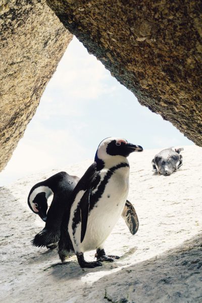 Penguins in the rocks of Cape Town, South Africa, photographed from below through an arch on white sand. In front is one penguin standing upright and looking at me with its wings spread out. The other two friends rest under it. It's sunny outside. High resolution photography, in the style of Hasselblad X2D. --ar 85:128