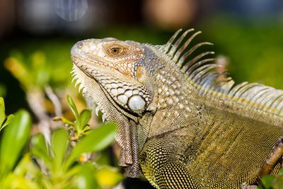 Closeup of an iguana in the wild, photographed with a Nikon D850 DSLR using natural lighting in the style of natural lighting. --ar 128:85