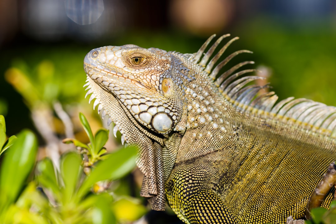 Closeup of an iguana in the wild, photographed with a Nikon D850 DSLR using natural lighting in the style of natural lighting. –ar 128:85