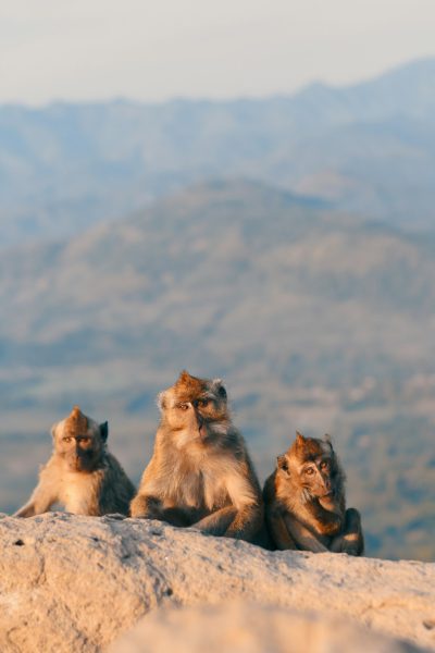 Three monkeys sitting on the top of mountain, natural light, distant view, telephoto lens, golden hour, playful atmosphere, leisurely posture, and cute expressions.,,in --ar 85:128