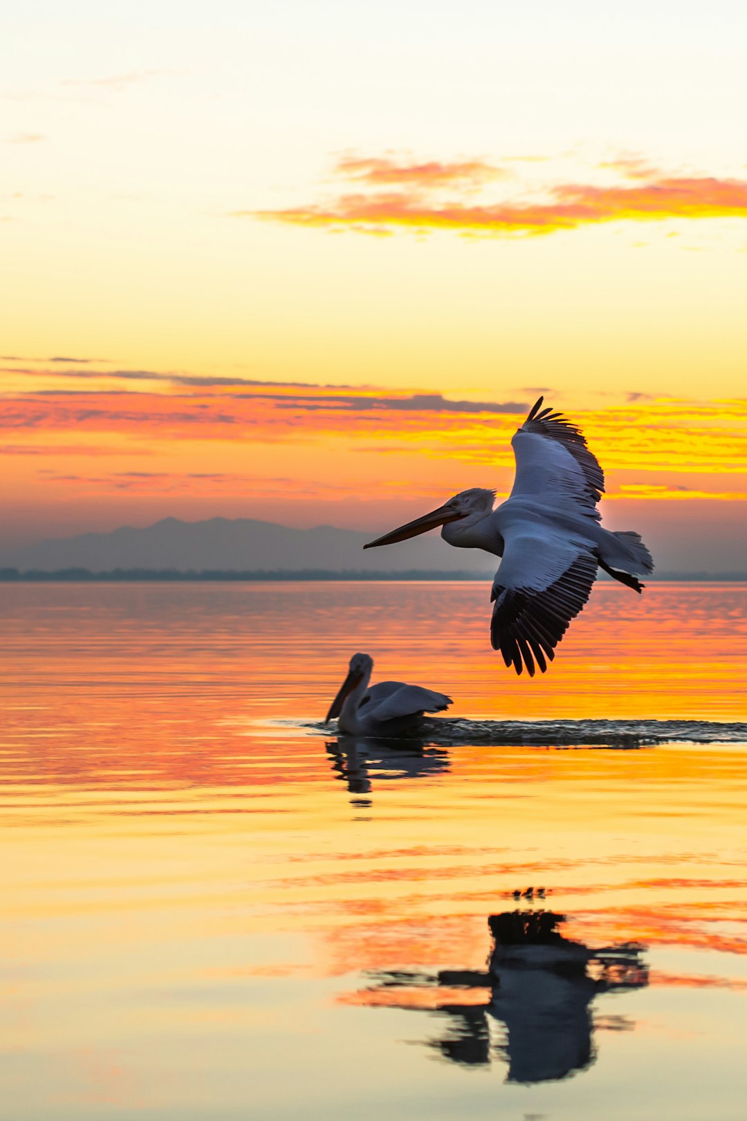 A pelican flying over the water of Lake Kona in Greece at sunset, with another one resting on its back. The sky is painted orange and pink by the setting sun, reflecting off the calm waters below. High resolution photography, detailed, high definition, sharp focus, depth of field –ar 85:128