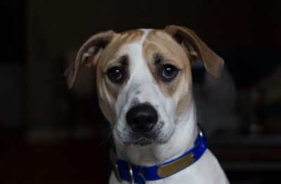 A brown and white mixed breed dog with short hair wearing blue collar, looking at the camera in an indoor setting. The background is dark black, with low light. Shot by Canon EOS R5 F2 ISO30 86mm --ar 128:83