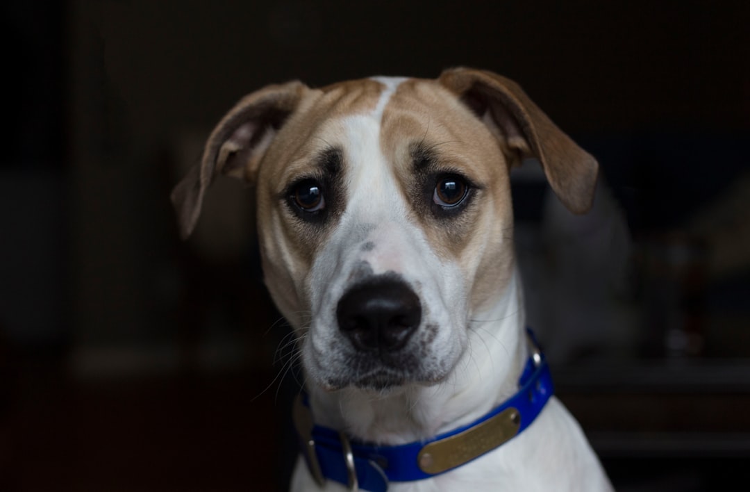 A brown and white mixed breed dog with short hair wearing blue collar, looking at the camera in an indoor setting. The background is dark black, with low light. Shot by Canon EOS R5 F2 ISO30 86mm –ar 128:83