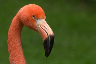 Close up portrait of American Flamingo head, shallow depth or field on green background --ar 128:85