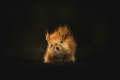 A red squirrel, small and cute, is photographed in front of the camera against a dark background. The composition highlights its adorable features with soft lighting, creating an atmosphere full of cuteness. --ar 128:85