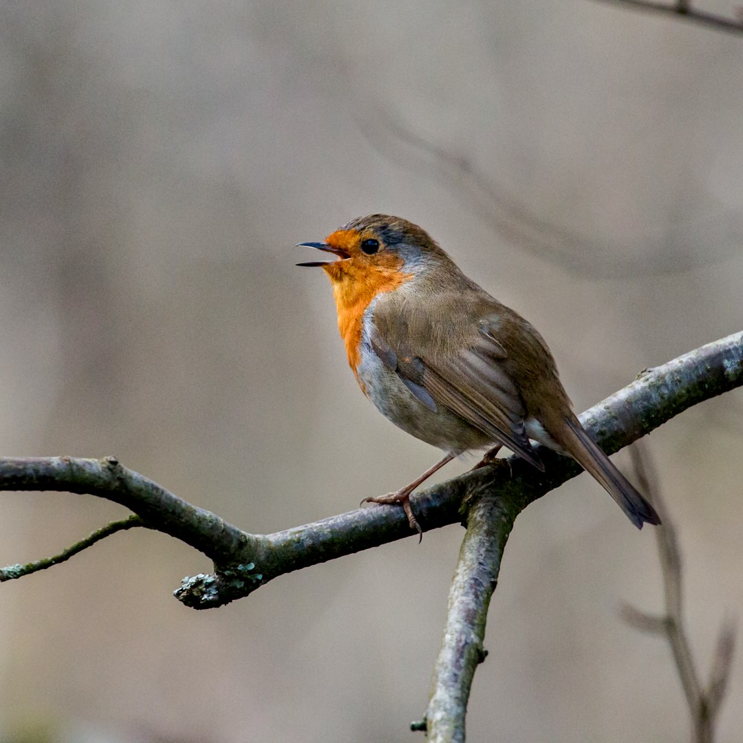 Photo of an European robin singing on the branch, taken with Canon EOS R5