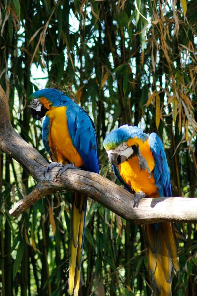 A pair of blue and yellow macaw parrots sitting on a tree branch in the zoo, raw photography in the style of nature.