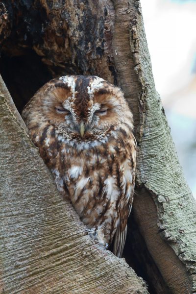 A Tawny owl sleeping in the hollow of an old tree, high resolution photography, stock photo, --ar 85:128