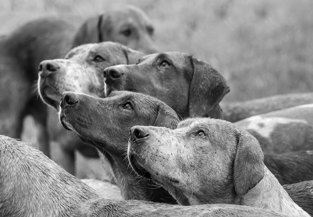 A group of hunting dogs in black and white, with their heads up looking for prey, are shown in closeup in the photo. The dogs’ fur is grayish blue or light brown, while one dog has grey spots on its head. They appear focused yet relaxed as they hold attention to different parts of the scene. In some places there’s an open field visible behind them, adding depth to the composition. Shot in the style of photographer [Richard Schmid](https://goo.gl/search?artist%20Richard%20Schmid) using a Leica M6 camera and f/2 lens. –ar 16:11