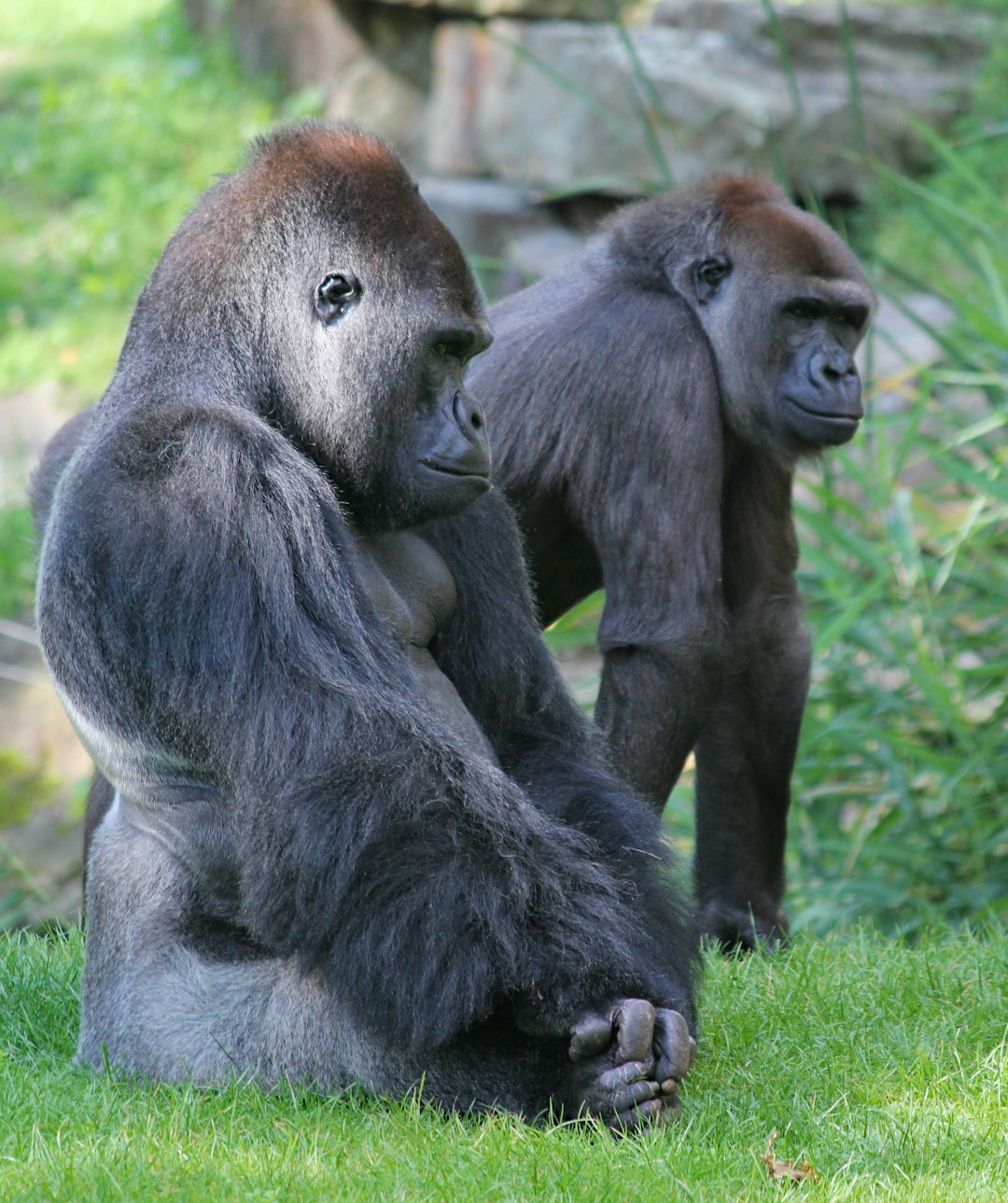 A gorilla sits on the grass, looking at another gorilla standing behind it, showing its whole body and head in high definition photography. The background is green plants with stone walls, clear focus, natural light, telephoto lens, sitting posture, calm expression, gray fur color., Anderson profile –ar 107:128