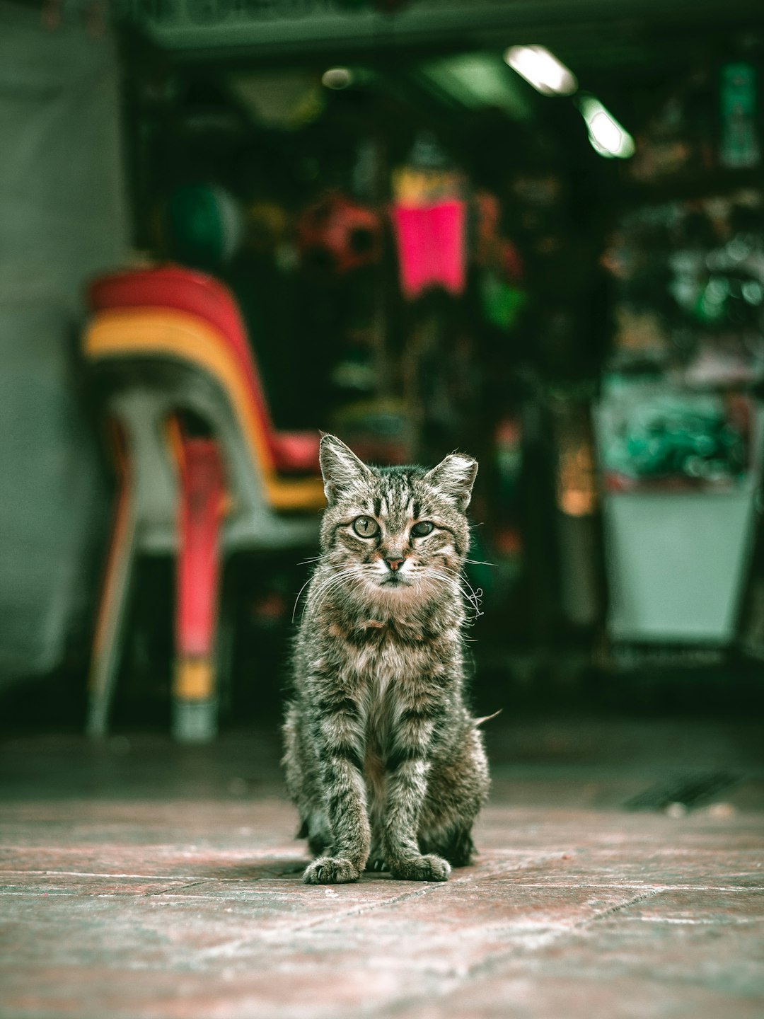 A cute cat sitting on the ground, looking at me with curious eyes in an old shop. The background is blurry and colorful. Shot in the style of Canon EOS R5 f/20 lens. –ar 3:4