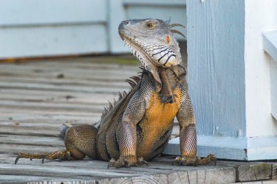 A photo of an iguana on the porch in typical Miami, with its head tilted to one side as if it is talking or looking at something nearby. The lizard has scales that look both smooth and scaly, and there's orange coloration around its neck. It sits next to a blue post, which adds contrast against the light wooden floor of a nice house. In general, the focus should be on capturing the unique texture of iguanas' skin and their distinctive features. Taken with a Canon EOS camera with a macro lens in the style of typical wildlife photography. --ar 128:85