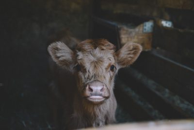 A baby cow in the dark, staring at the camera, in an old barn, in the style of unsplash photography. --ar 128:85