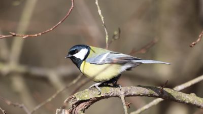 Photo of A great on the branch, with its black and white head, blue wings, yellow belly, perched in an open forest. The background is blurred to focus attention on bird. --ar 16:9