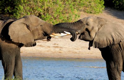 Two elephants fighting with their trunks near the water in an African savannah. The scene depicts the elephants in the style of Chinese artist [Zhang Daqian](https://goo.gl/search?artist%20Zhang%20Daqian). --ar 64:41