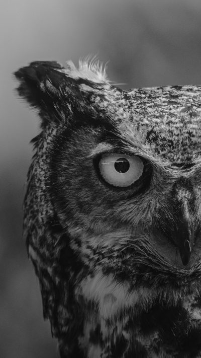 black and white close up portrait of an owl, award winning studio photography, professional color grading, soft shadows, no contrast, clean sharp focus digital photography --ar 9:16