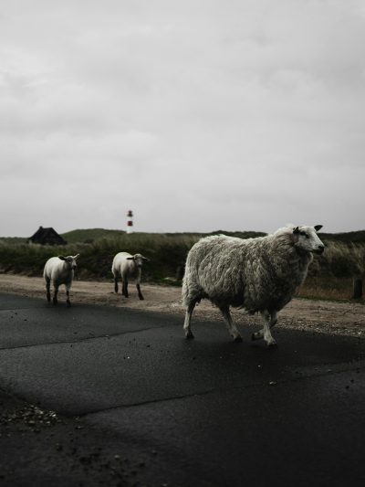 A photograph of three sheep walking along the road on Sylt island in Germany, with a grey sky and lighthouse in the background, in the style of unsplash photography. --ar 3:4