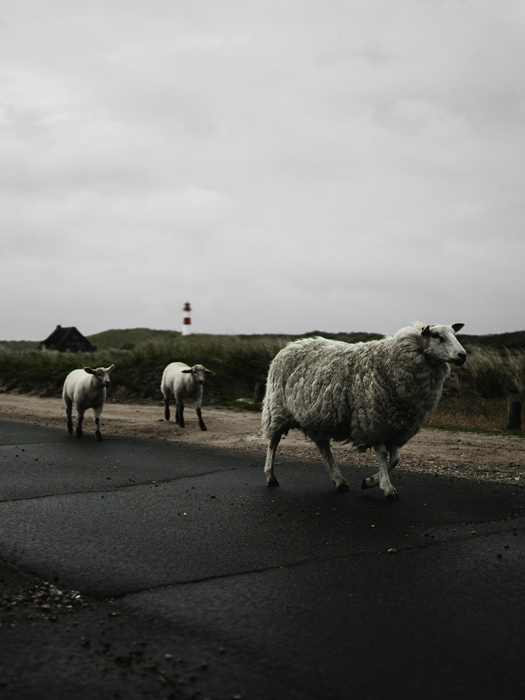 A photograph of three sheep walking along the road on Sylt island in Germany, with a grey sky and lighthouse in the background, in the style of unsplash photography. –ar 3:4
