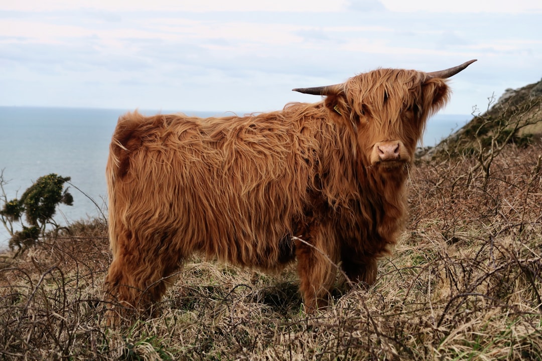 A cute highland cow on the cliffs of dirt and brambles, with an ocean view in the background, photograph taken from a distance, fluffy coat, long horns, standing on a grassy hillside, fluffy hair covering its face, in the style of canon eos r5. –ar 128:85