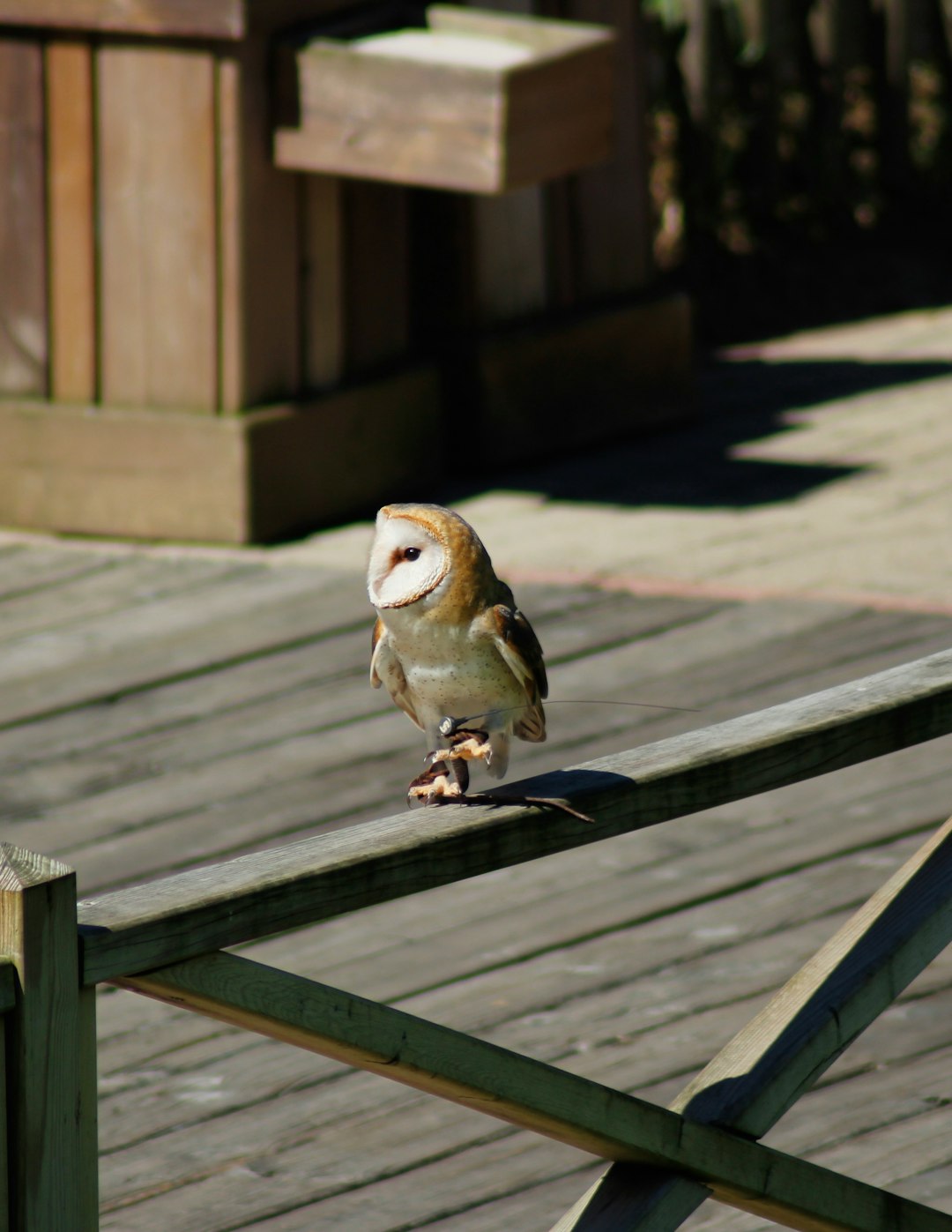 a photograph of an owl sitting on the edge if wooden deck, high resolution, Canon dslr photo –ar 99:128