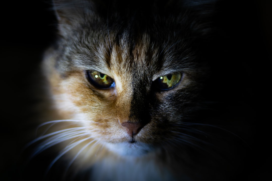 A cat’s face with glowing eyes, captured in the dark, illuminated by soft light, showcasing its mysterious and captivating gaze against an empty black background., focus on facial expression, closeup shot, Nikon D850 camera with high dynamic range mode –ar 128:85