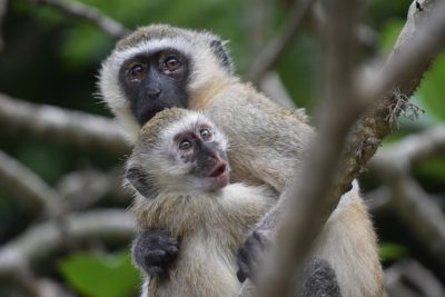 Photo of two Vervet Monkeys in the rainforest. One monkey is holding another on its back while sitting up high on a tree branch, facing the camera, both facing front with open mouths and cute eyes looking at the viewer. The photo was shot in the style of Canon EOS R5 at F2, ISO30 with an 8mm wide angle lens. --ar 128:85