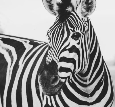 Black and white photo of zebra head, close up, beautiful, shot in the style of Sony Alpha A7 III --ar 128:119