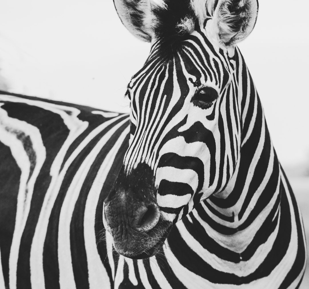 Black and white photo of zebra head, close up, beautiful, shot in the style of Sony Alpha A7 III –ar 128:119