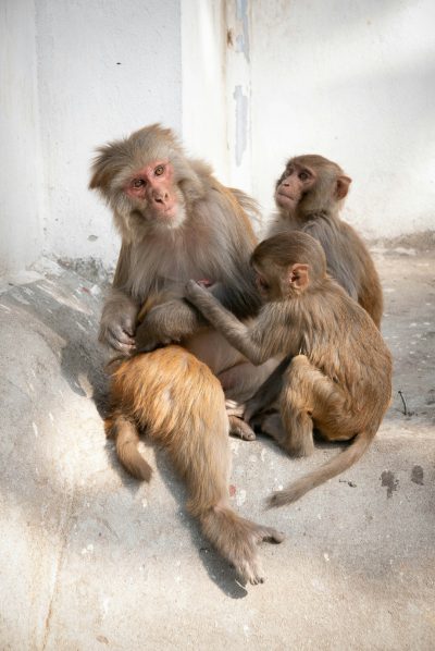 Three macaques, one adult and two children, sitting on the ground playing with each other in an Indian street setting. The scene is captured from above, showcasing their playful interaction against a white wall background. Sunlight bathes them in warm hues, highlighting intricate details of fur texture and facial expressions. Shot in the style of Canon EOS1D X Mark III camera using Fujifilm Provia film style, creating a vibrant and detailed portrait of these adorable animals, with a focus on their faces. --ar 85:128