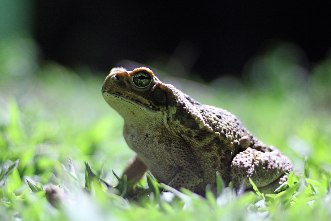 A toad is sitting on the grass at night, with its head tilted and its eyes looking towards me. The background of green lawn in front of it has dark shadows. It seems that there may be something scary or interesting about this frog. There should not be any other animals around. High definition photography photo, super resolution, macro lens, f/28, low angle view, side lighting, closeup shot, photo taken from above in the style of photography. –ar 128:85