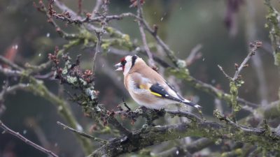 A goldfinch perched on an old branch in the rain, snowing. It was a realistic photo shoot of a winter scene in the forest background. Mossy tree branches hung with moss and lichen covered the trees. The bird sat with its beak open eating seeds in a closeup shot of the goldfinch's face, captured with a canon eos r5 camera in the style of wildlife photography. --ar 16:9