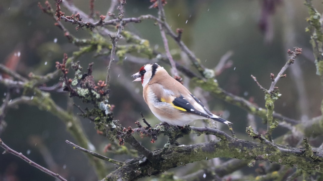 A goldfinch perched on an old branch in the rain, snowing. It was a realistic photo shoot of a winter scene in the forest background. Mossy tree branches hung with moss and lichen covered the trees. The bird sat with its beak open eating seeds in a closeup shot of the goldfinch’s face, captured with a canon eos r5 camera in the style of wildlife photography. –ar 16:9