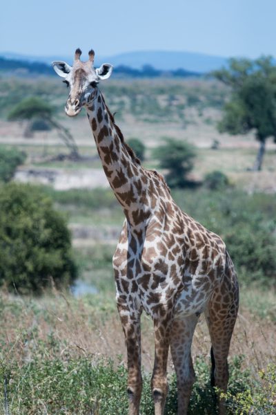 A giraffe standing in the African savannah, tall and majestic with its long neck gracefully curved as it looks from afar. The background features an open landscape of grasslands and acacia trees under clear blue skies. In front is a small river flowing through the valley below. Shot in the style of Nikon D850 DSLR camera with an 2470mm f/3.6 lens at ISO film setting. --ar 85:128