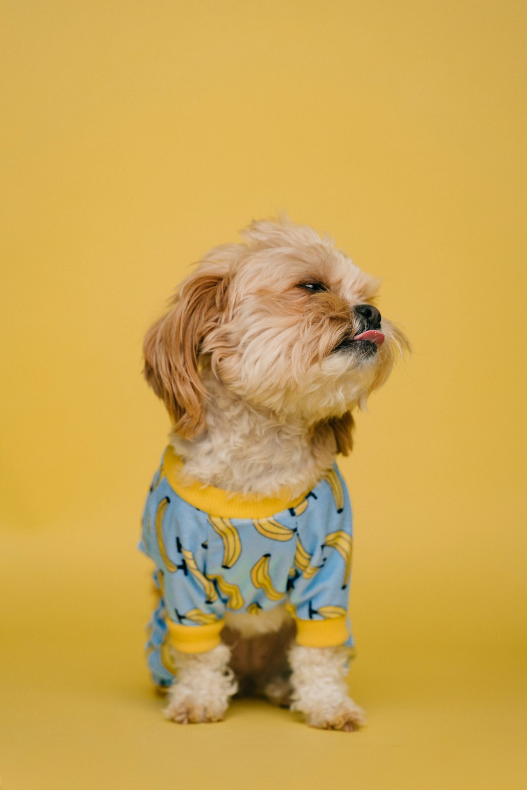 A cute dog wearing pajamas with a banana pattern on a solid color background, shot in the style of Canon EOS R5 at F2, ISO400, Shutter speed, with hard light, producing a high definition photograph, with yellow and blue tones, from a front view. –ar 85:128