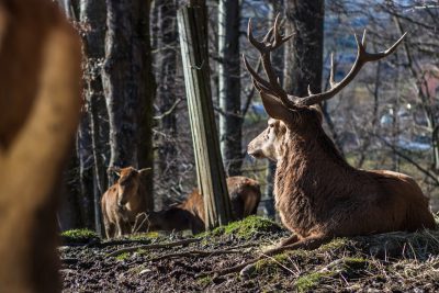 Red deer, resting in the forest with other red deers, deer horns, wideangle lens, natural light, photo taken by Canon camera, ISO800, F/25, 36K ultra high definition. --ar 128:85