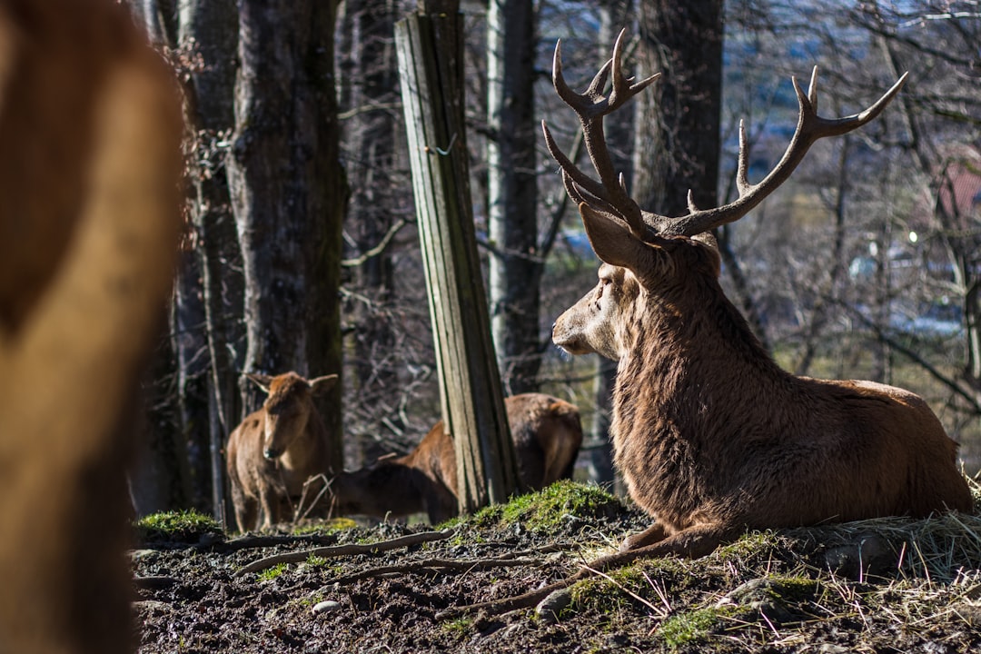 Red deer, resting in the forest with other red deers, deer horns, wideangle lens, natural light, photo taken by Canon camera, ISO800, F/25, 36K ultra high definition. –ar 128:85