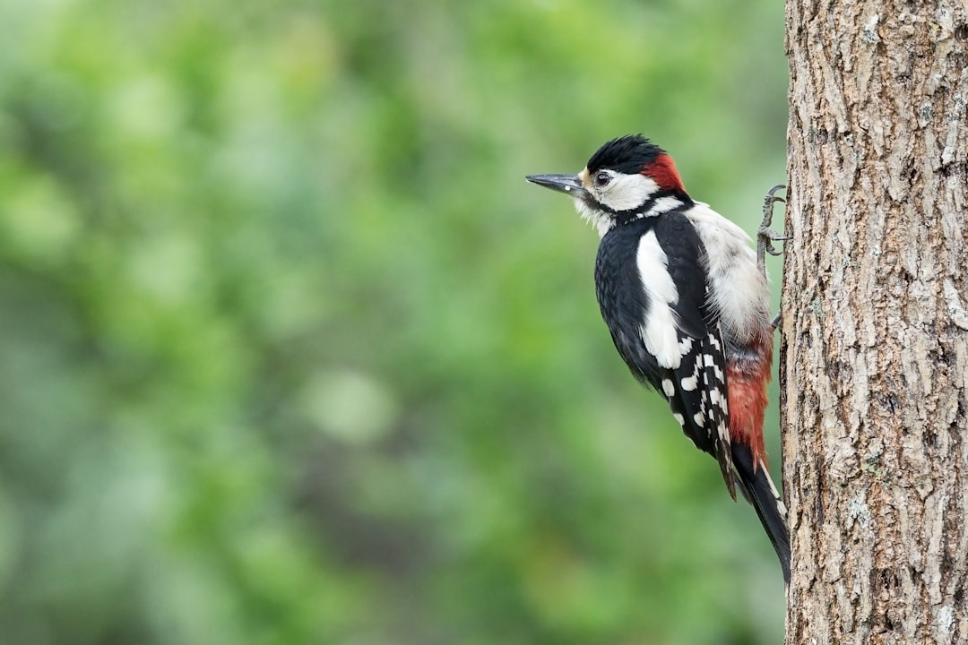 Photo of a great woodpecker on a tree trunk, side view, with a blurred green background, a high resolution photography stock photo in the style of Unsplash –ar 128:85