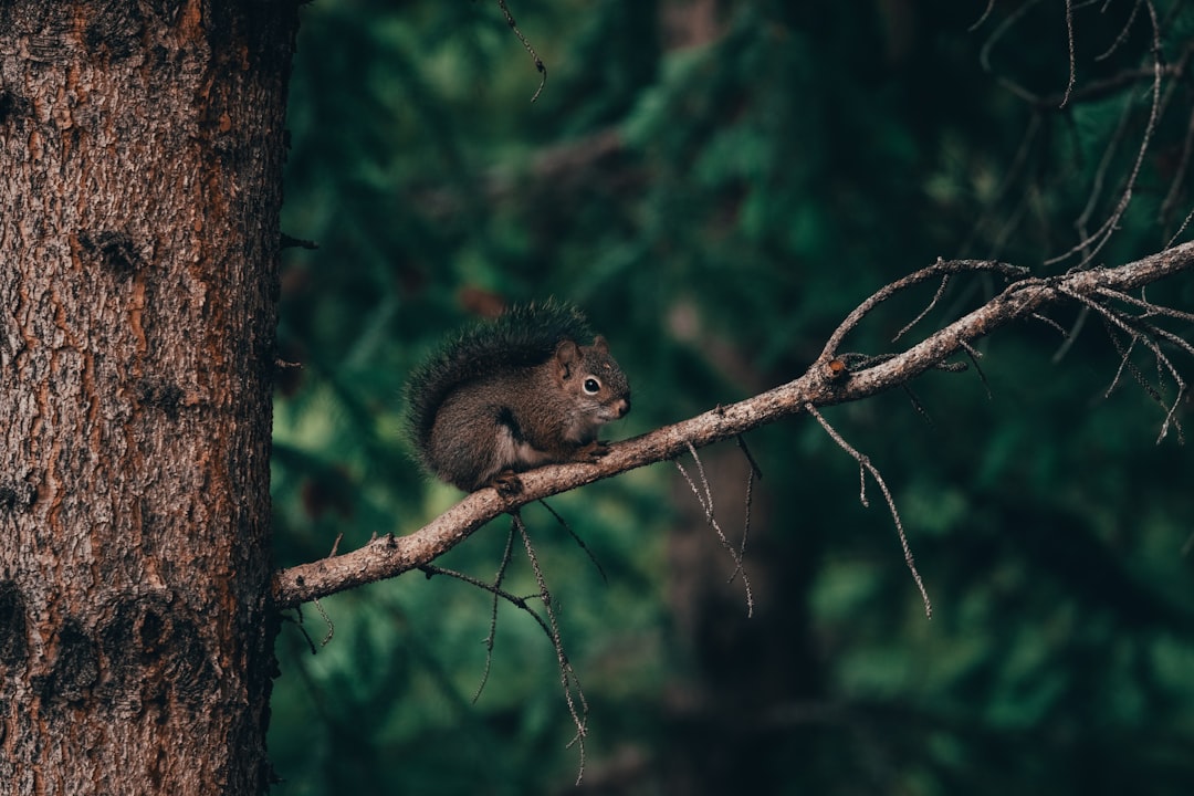 Photo of a squirrel on a branch in a forest, close up shot, in the style of unsplash photography. –ar 128:85