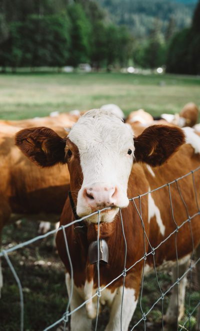 A brown and white cow is standing in front of the fence, surrounded by other cows on green grassland. The up angle shot was taken with a closeup, depth of field, and natural light. The wideangle lens was used to capture more details in the photo. This lively animal shows its cute expression while looking at you through the wire mesh fence, in the style of photography. --ar 77:128