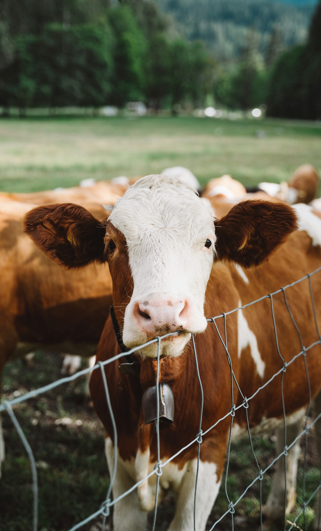 A brown and white cow is standing in front of the fence, surrounded by other cows on green grassland. The up angle shot was taken with a closeup, depth of field, and natural light. The wideangle lens was used to capture more details in the photo. This lively animal shows its cute expression while looking at you through the wire mesh fence, in the style of photography. –ar 77:128