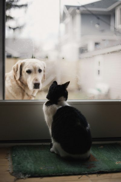 A black and white cat sits on the green doormat, looking at an old yellow Labrador dog through a glass door in front of it. The photo is taken from behind them. They look happy to each other. There is some misty fog outside the window. --ar 85:128