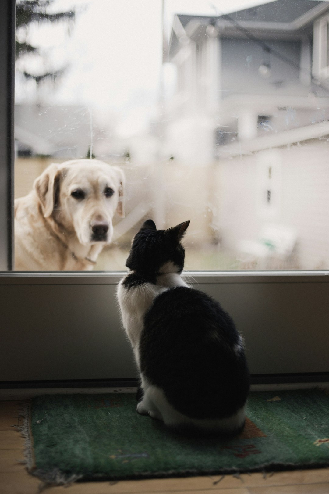 A black and white cat sits on the green doormat, looking at an old yellow Labrador dog through a glass door in front of it. The photo is taken from behind them. They look happy to each other. There is some misty fog outside the window. –ar 85:128