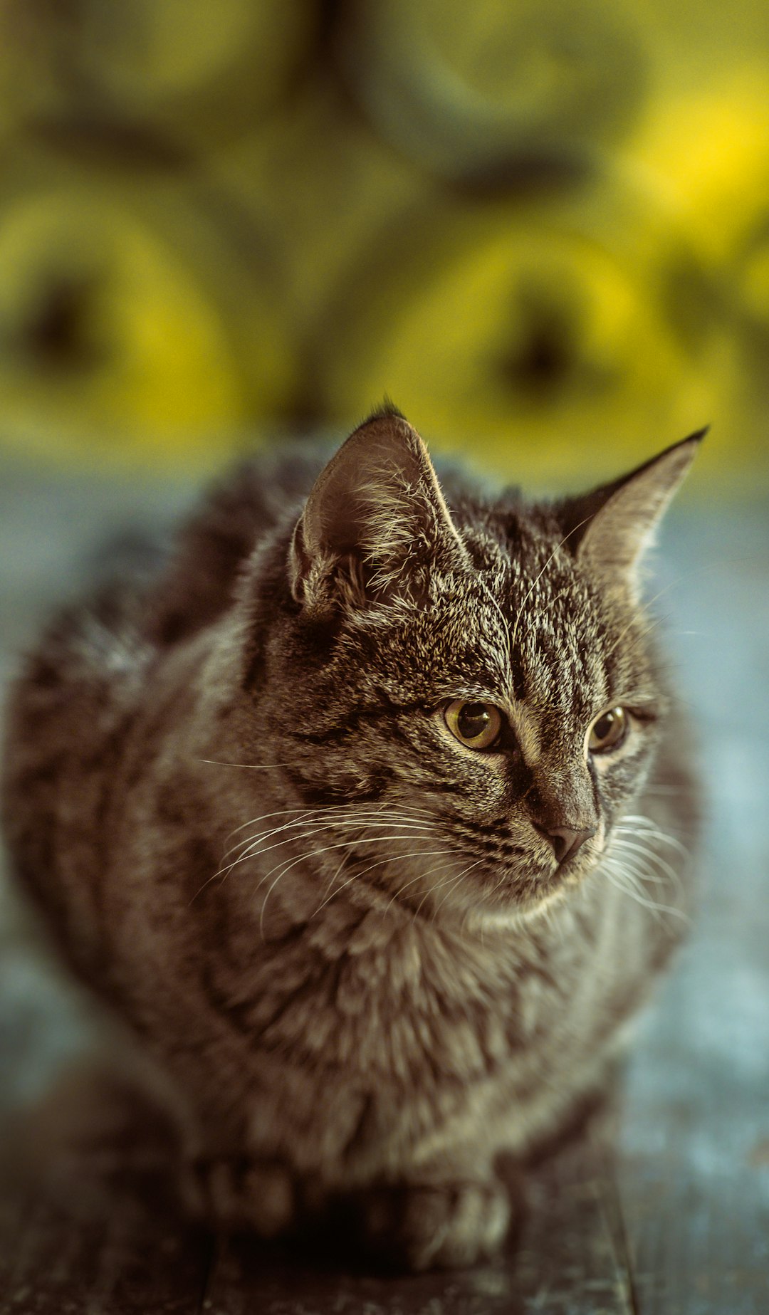 Photorealistic portrait of an old tabby cat sitting on the ground with a blurred background and yellow tones, shot in the style of Canon EOS R5. –ar 37:64