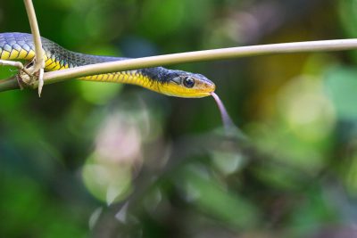 A black and yellow snake hangs on the edge of a bamboo stick with its tongue extended to catch food, in a natural environment, in a photo realistic style in the style of Nikon D850, macro lens, motion capture style. The background is blurred greenery, highlighting the subject's details. --ar 128:85