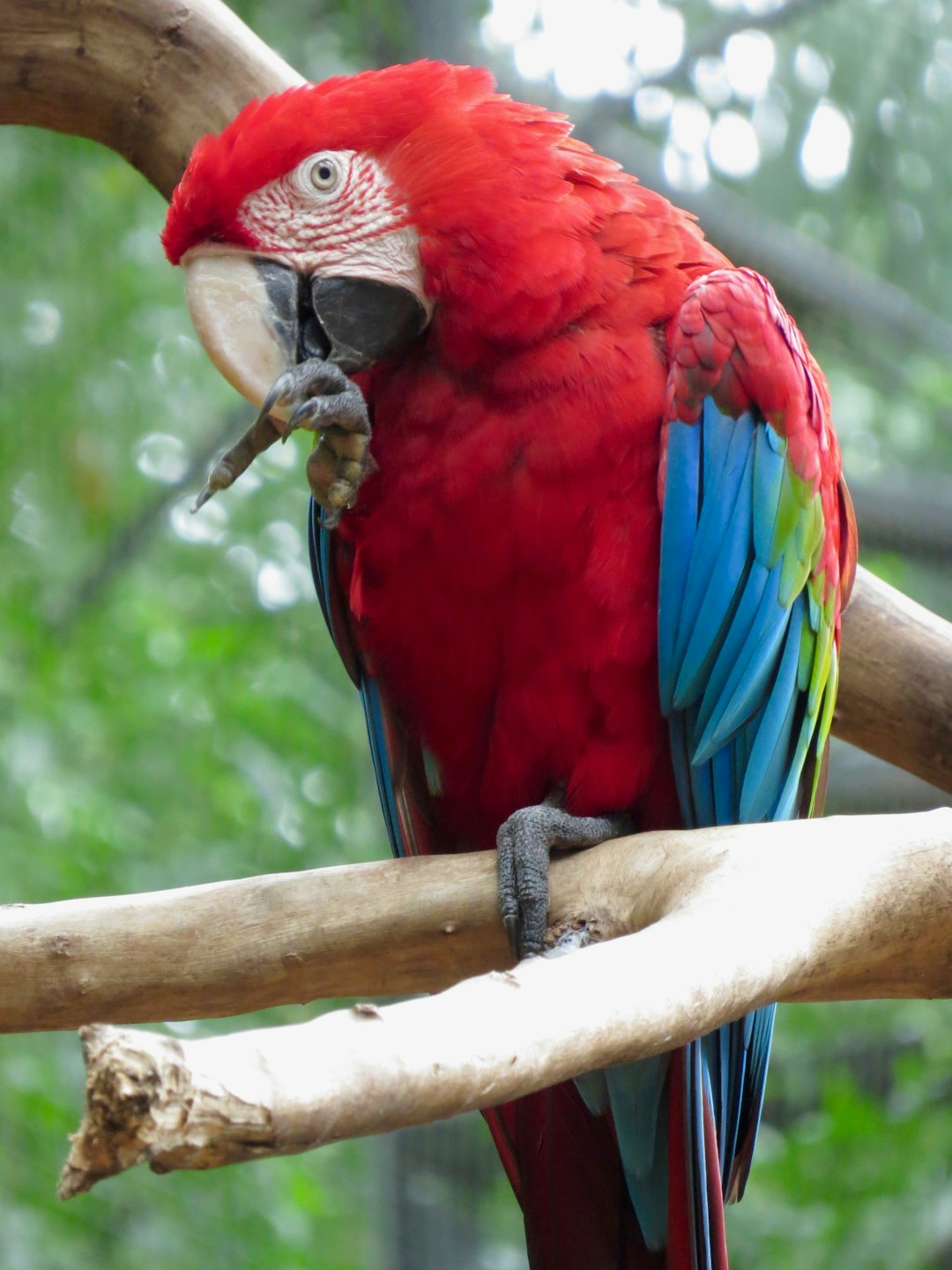 A red parrot with blue and green tail feathers perched on the branch of tree eating some animal’s foot, in an outdoor zoo environment. The photo was taken from right side. –ar 3:4