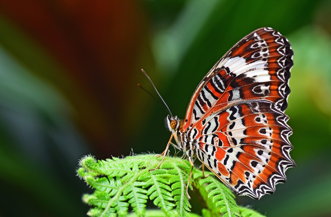 A butterfly with an orange and white patterned wing, resting on the edge of green fern leaves. The background is blurred to focus attention on the butterfly’s detailed patterns. Shot in the style of Nikon D850 DSLR camera, wideangle lens for vivid colors and sharp details. –ar 128:83