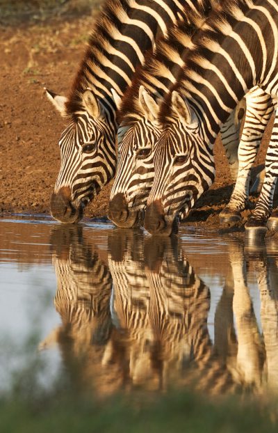 Photograph the reflection of three zebras in water as they drink at a watering hole, using Canon EF L series lenses to capture their majestic forms and striped patterns. The early morning light casts long shadows across the scene, creating a serene atmosphere. This shot would be perfect for stock photography or travel collections. --ar 41:64